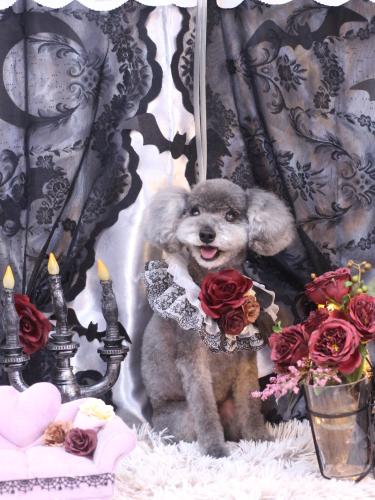 20231024タルトくん